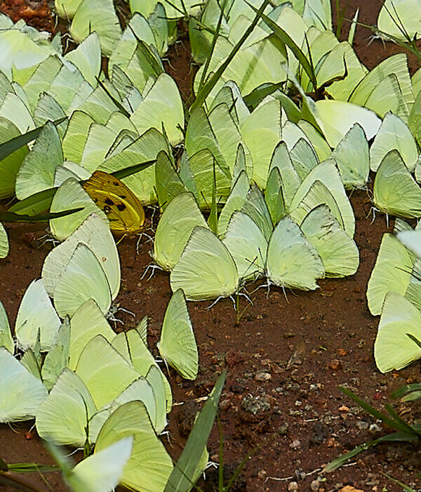 Sixth Element Resort