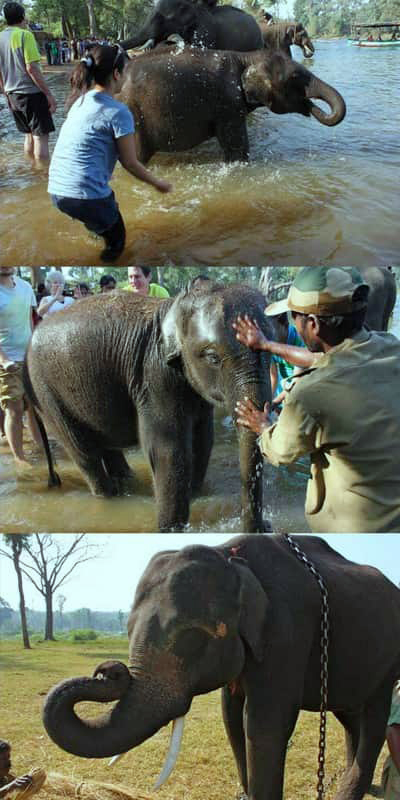 Sixth Element Resort-dubare elephant camp-resorts near dubare elephant camp